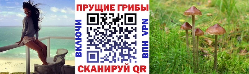 Псилоцибиновые грибы Psilocybe  сколько стоит  Керчь 